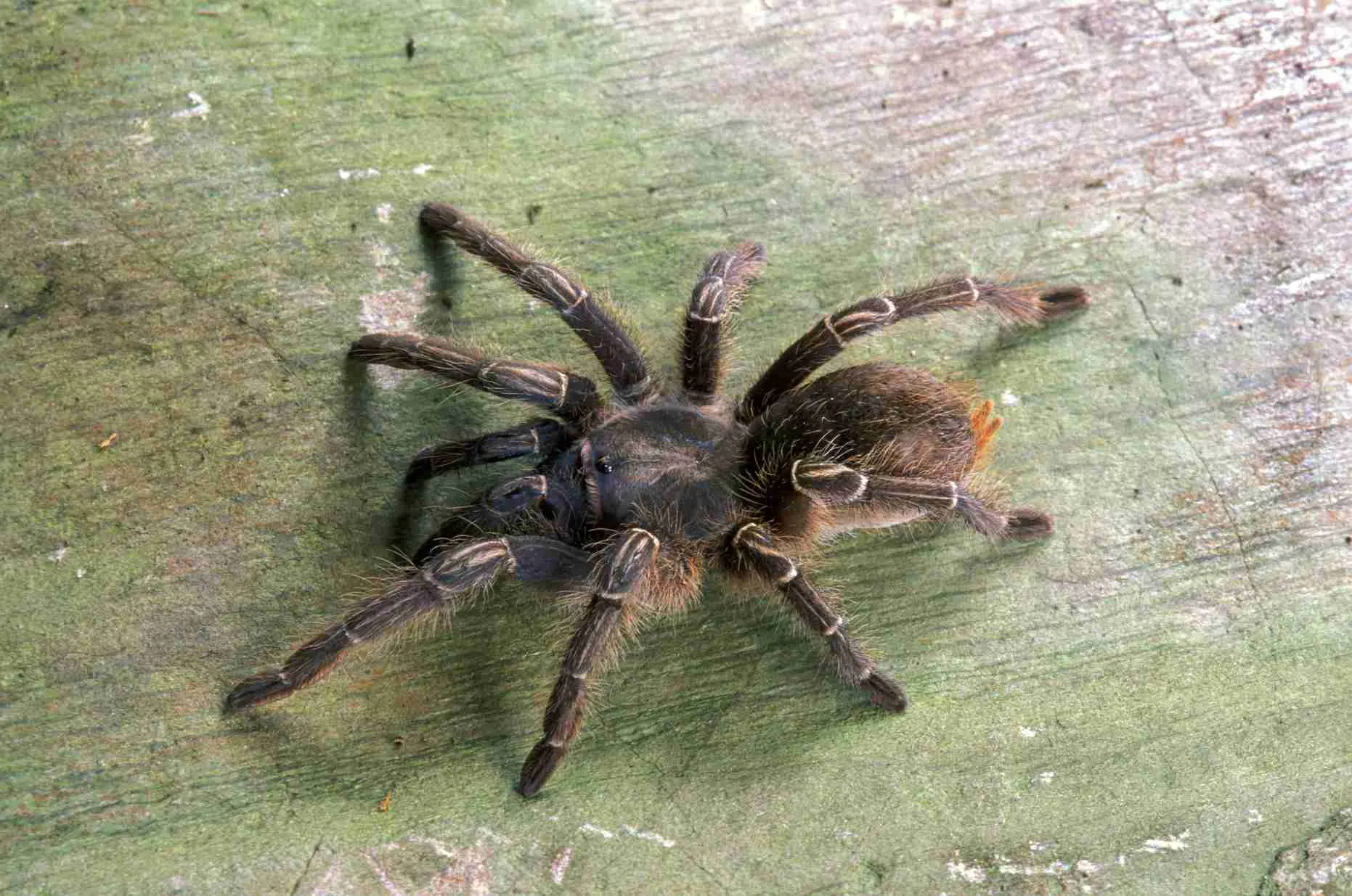 22168 tarantula habitat