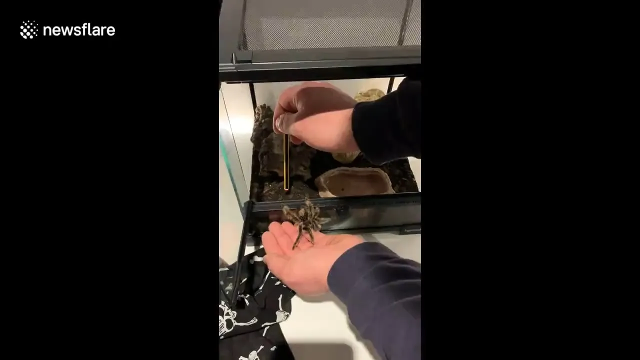 22168 tarantula health