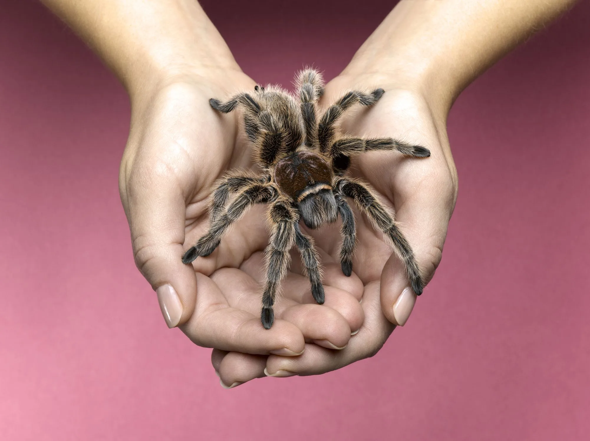 22168 tarantula water