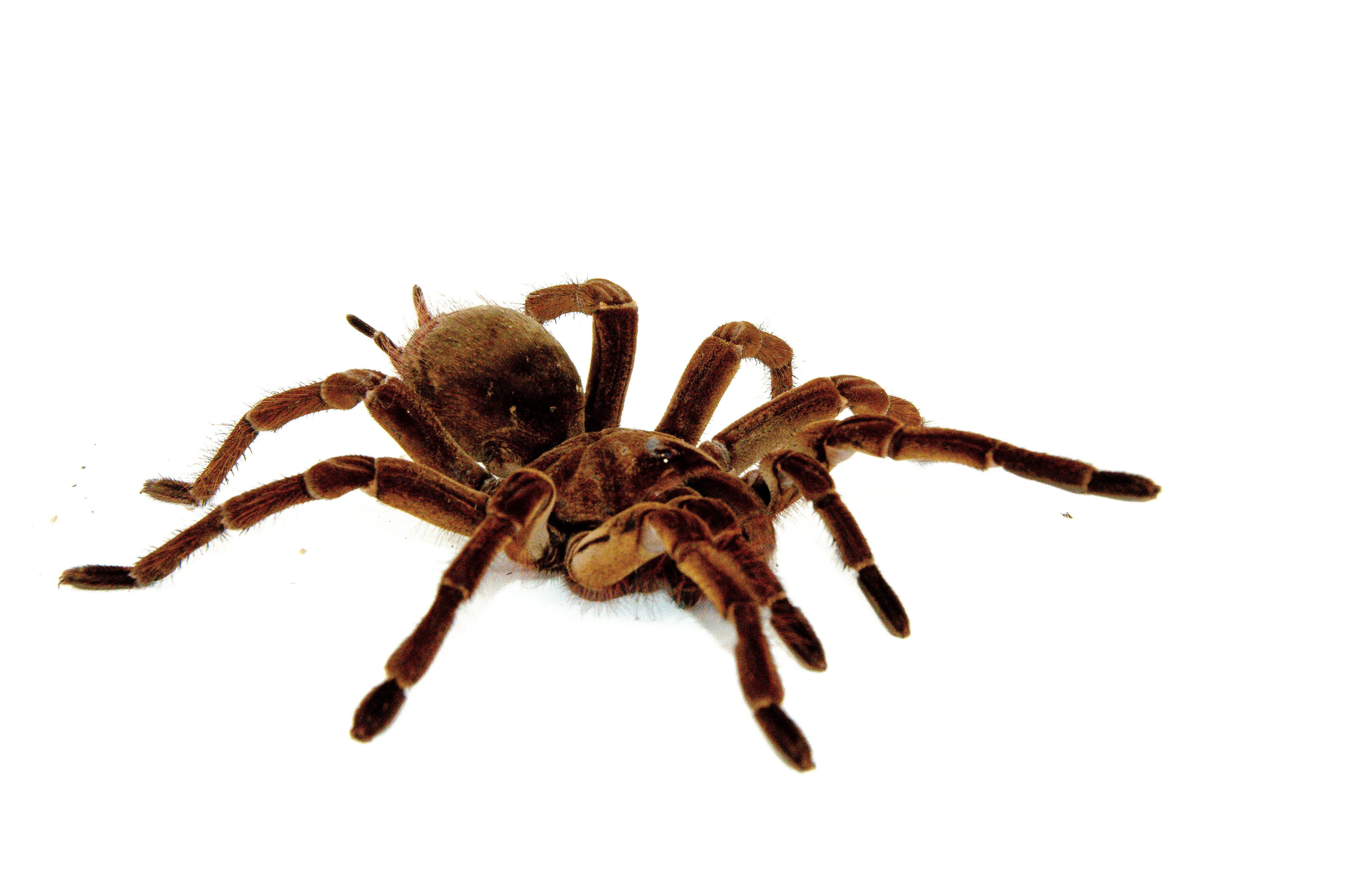 22170 failed molt