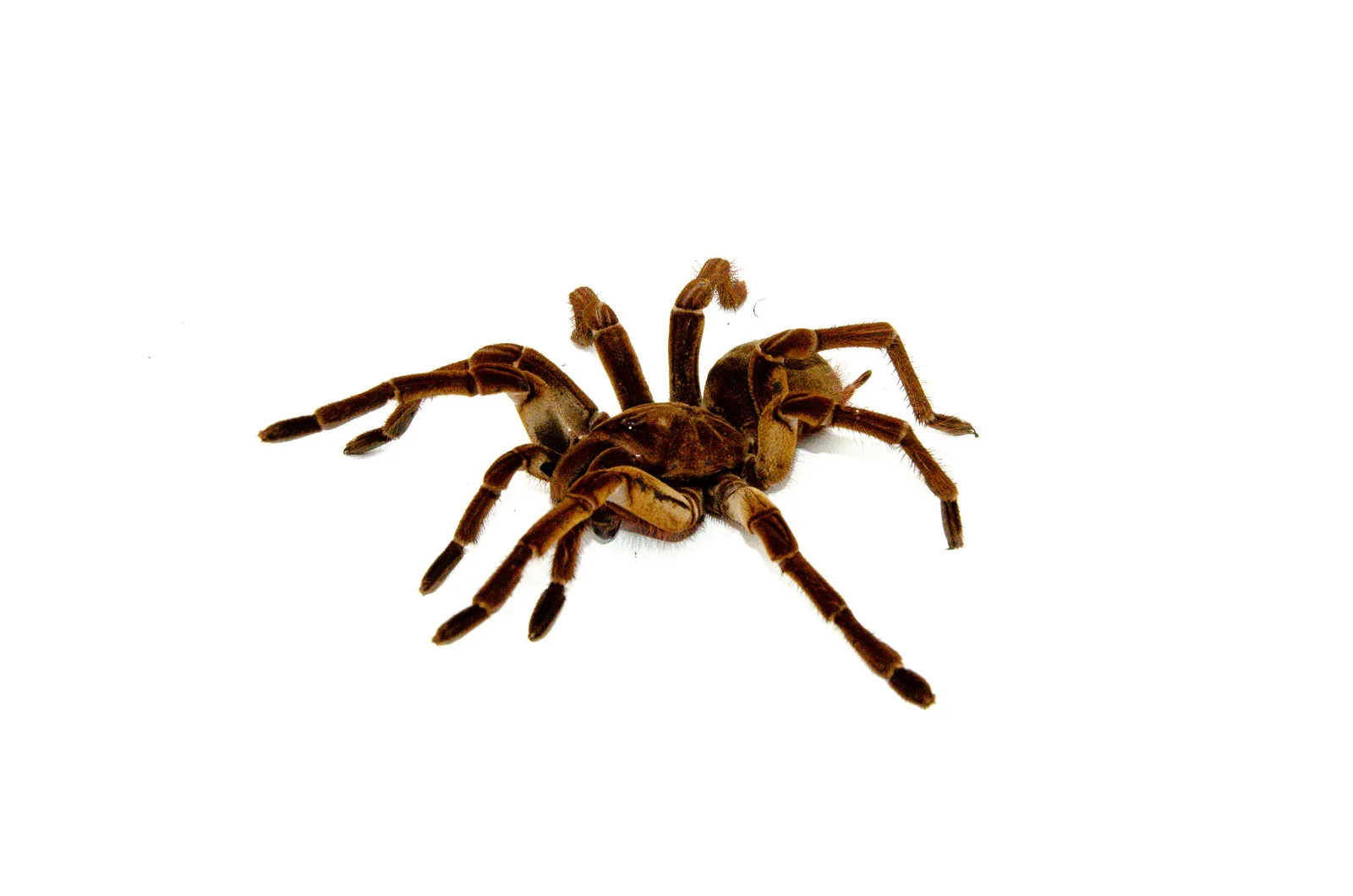 /img/22170-goliath-bird-eater-healthy.webp