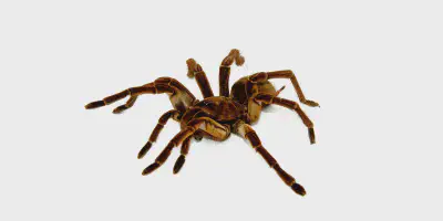 /img/22170-goliath-bird-eater-healthy.webp