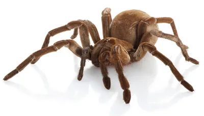 22170 goliath bird eater molting process