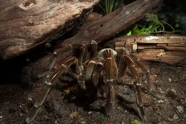 22170 pre molting goliath
