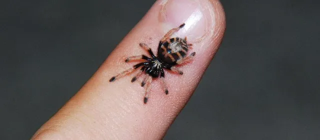 22171 baby tarantula feeding