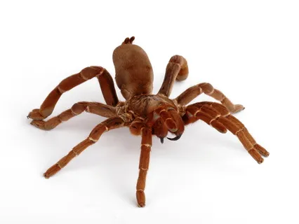 22171 baby tarantula habitat