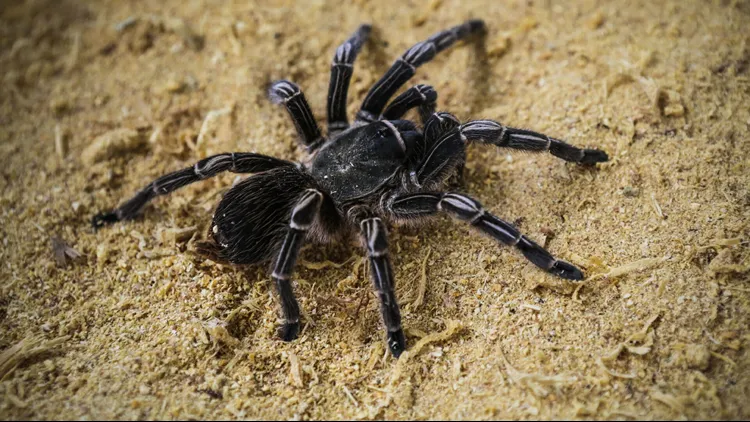 22171 baby tarantula in hand