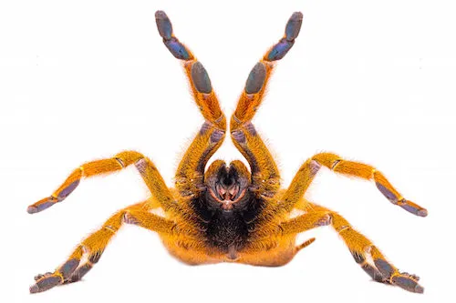 /img/22171-baby-tarantula-molting.webp