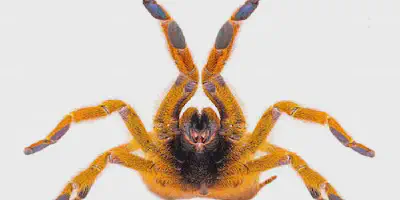 /img/22171-baby-tarantula-molting.webp