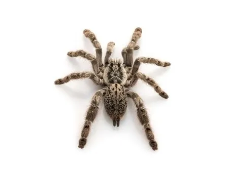 22171 baby tarantula species