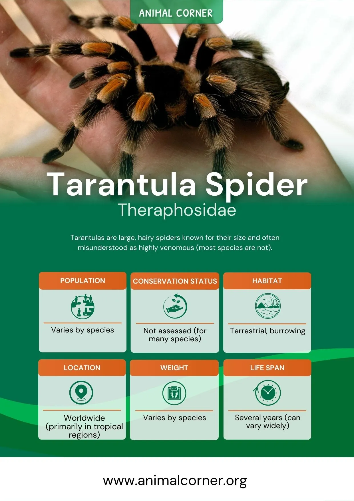 22172 tarantula spider image5