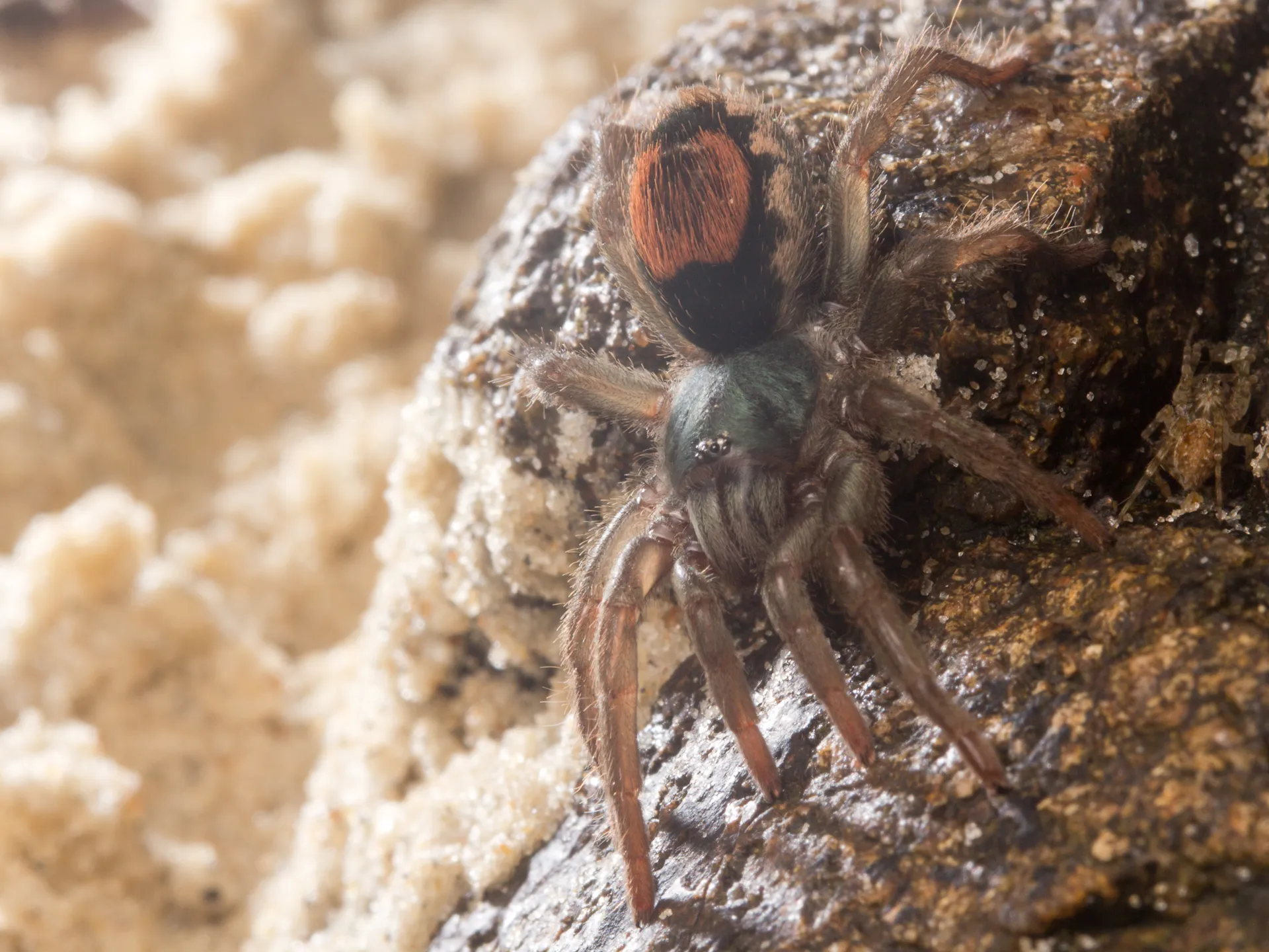 22172 tarantula spider image6