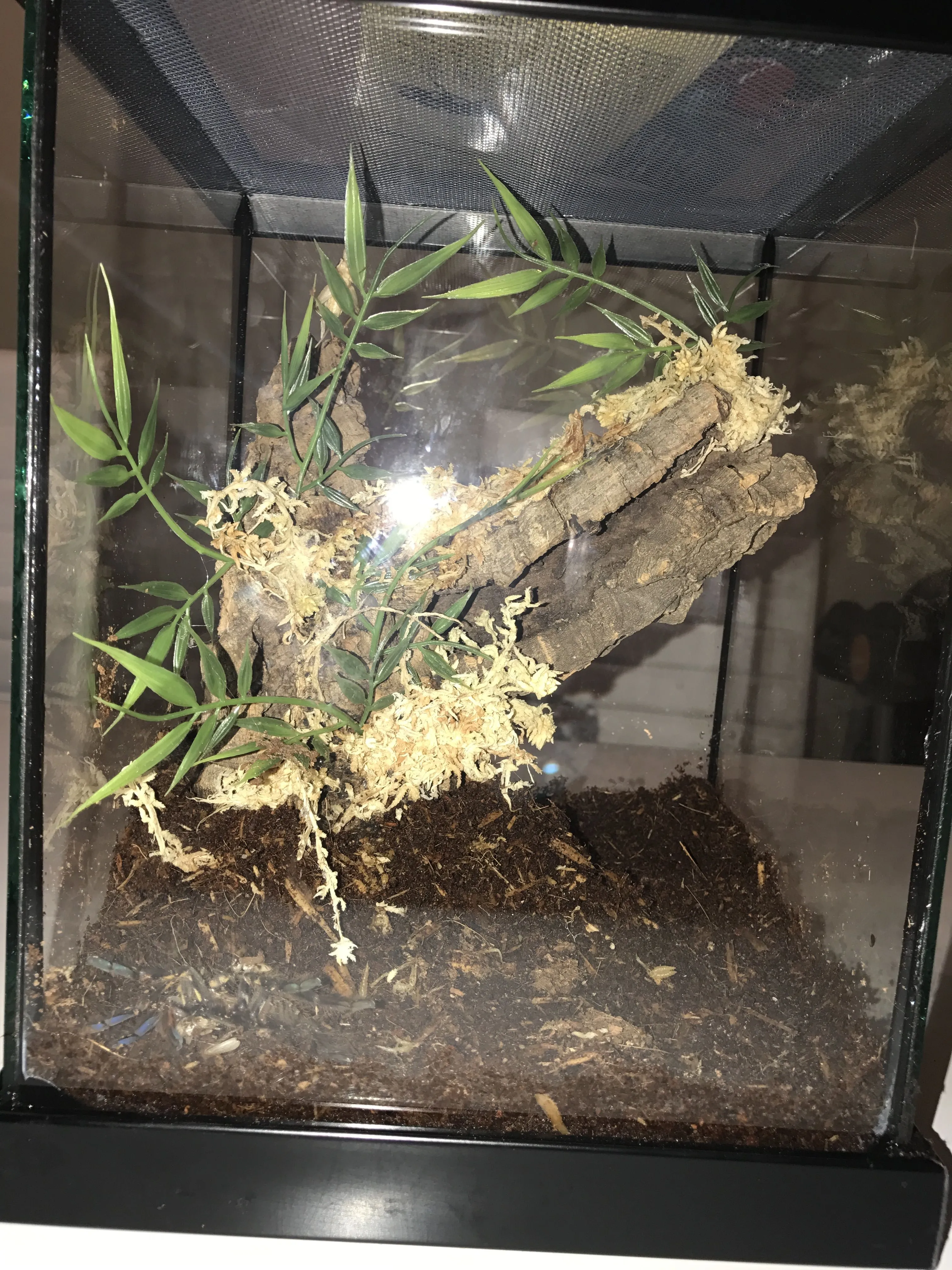 22177 water dish tarantula