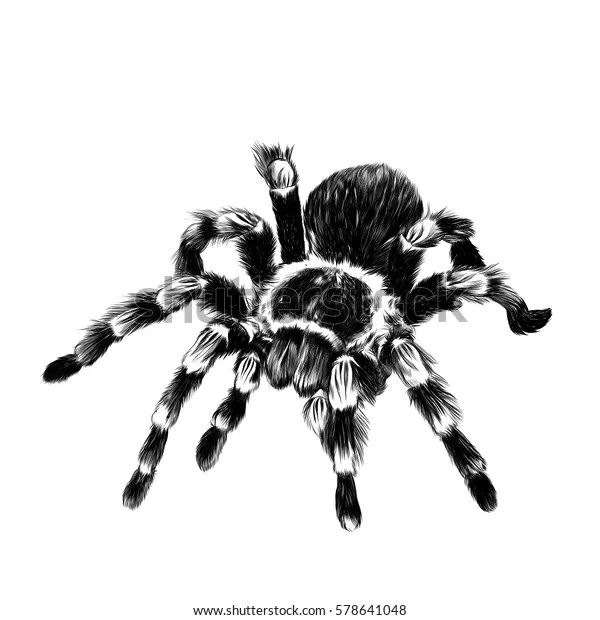 22179 spider anatomy
