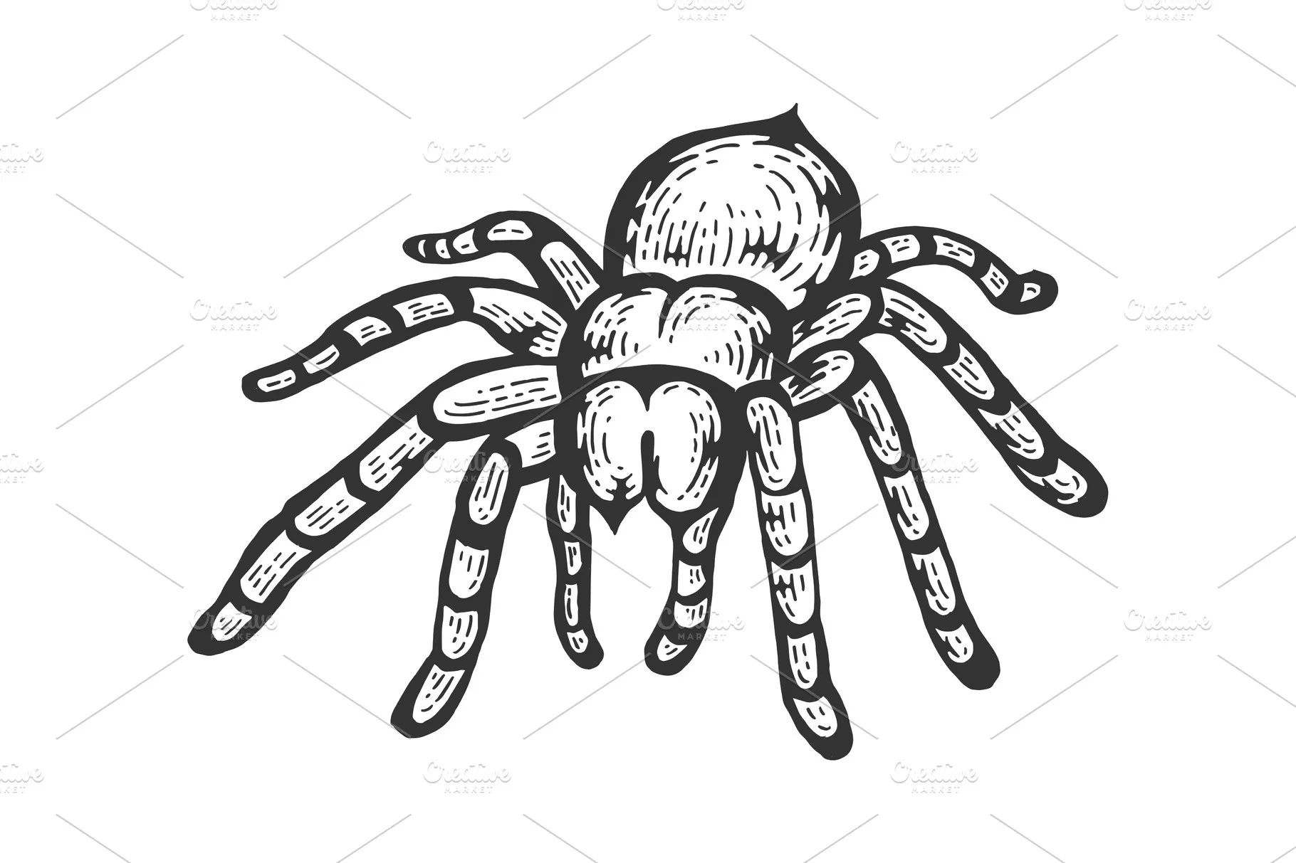 22179 spider detailing hairs