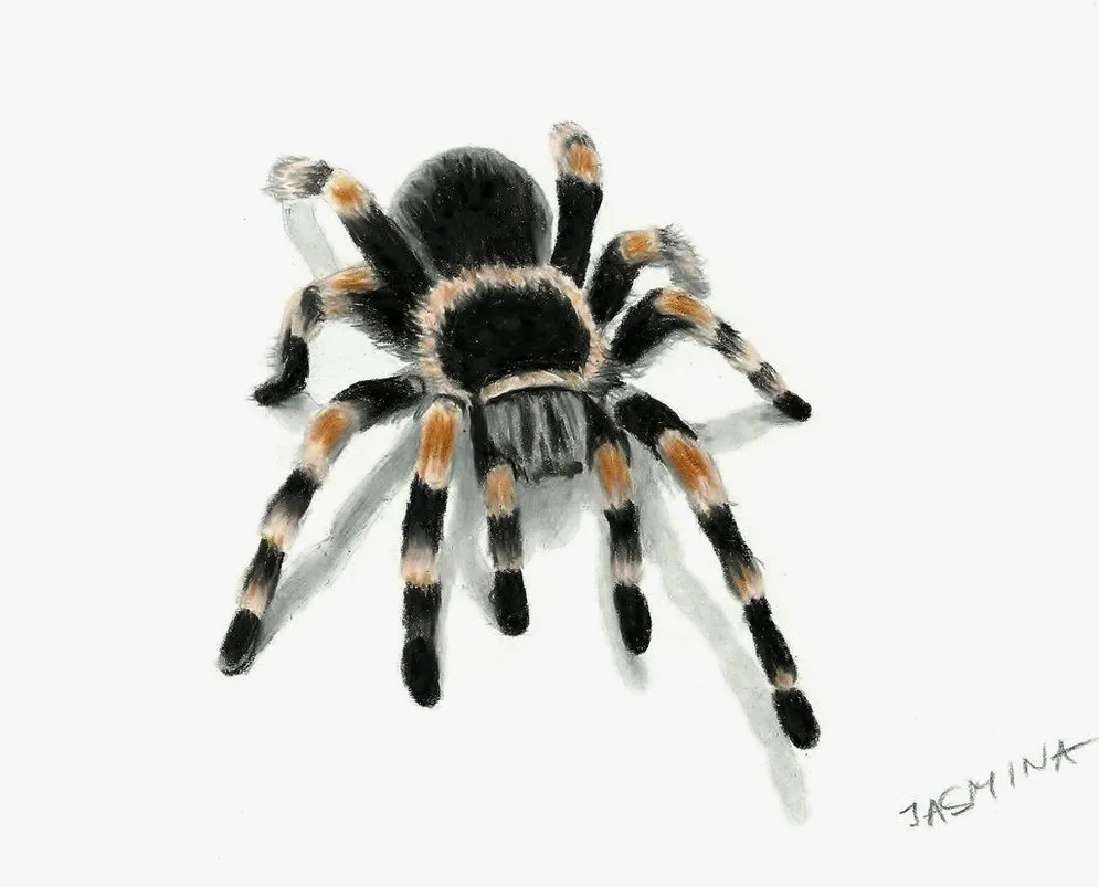 22179 spider reference photos