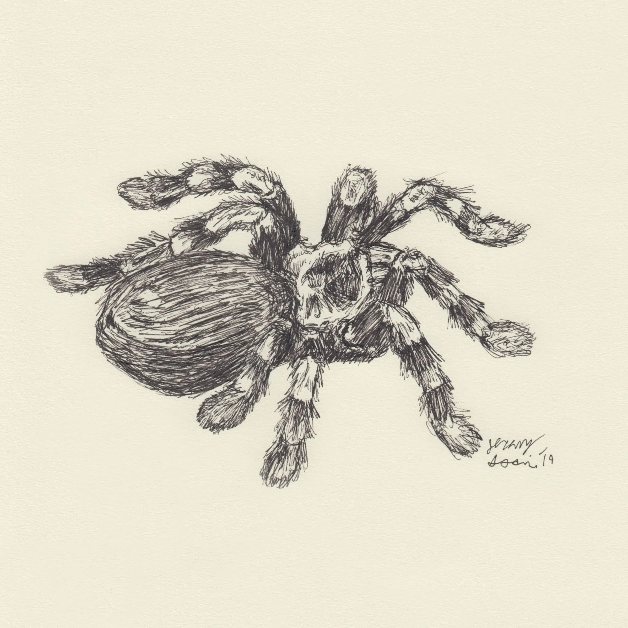 /img/22179-spider-sketch-practice.webp