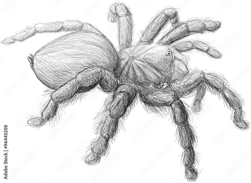 22179 spider sketching techniques