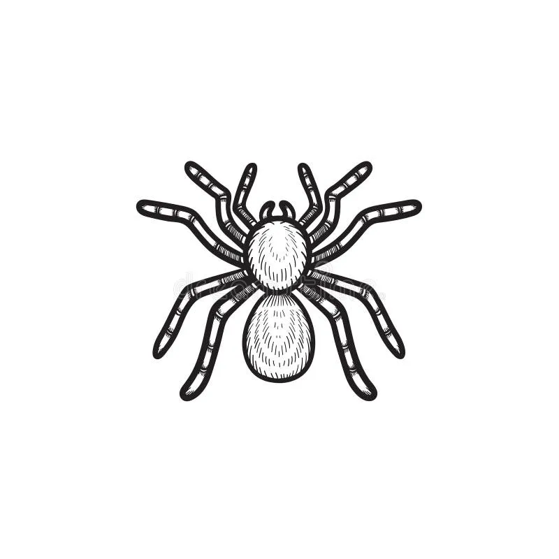 22179 spider tarantula sketch introduction