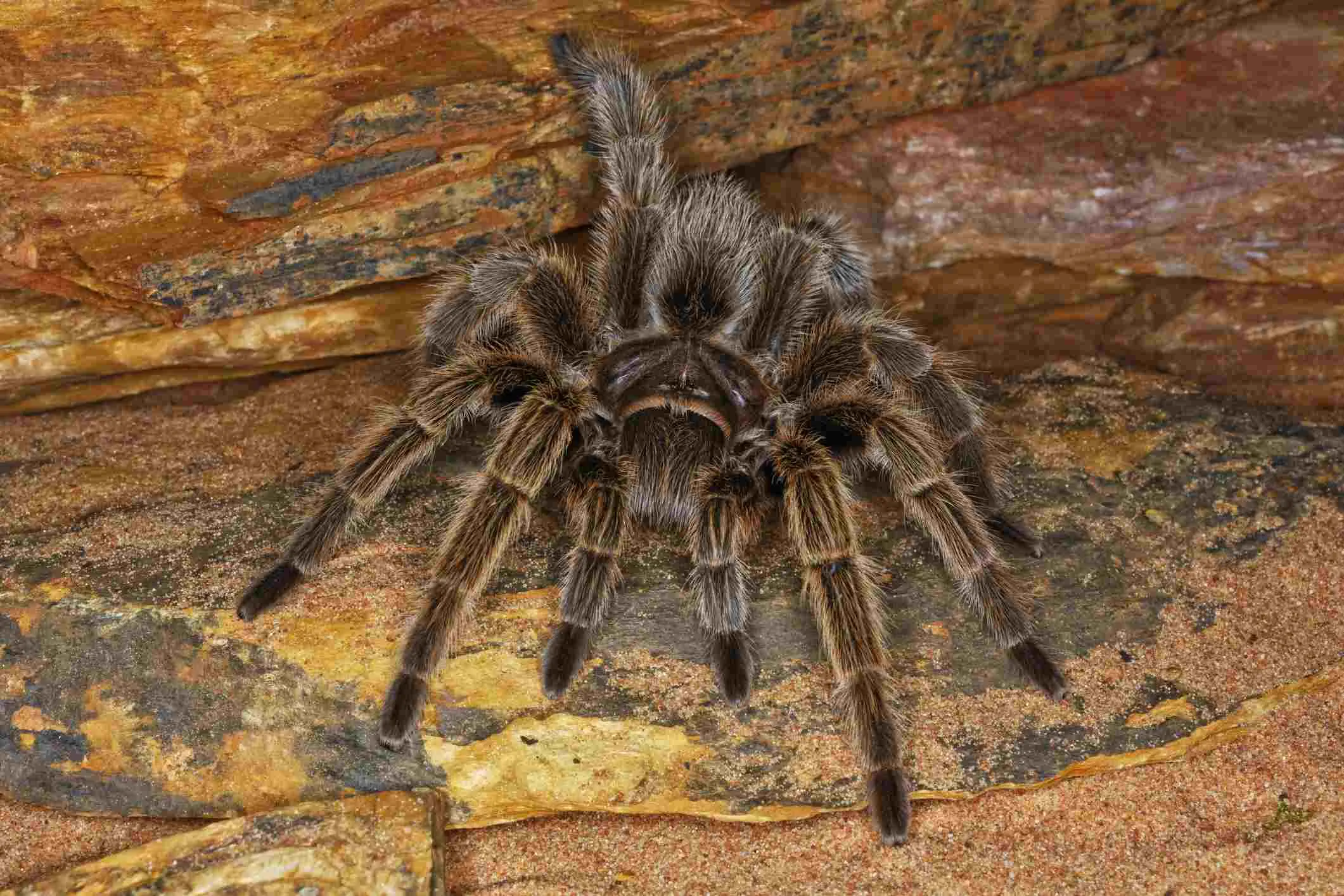 22180 brazilian white knee tarantula