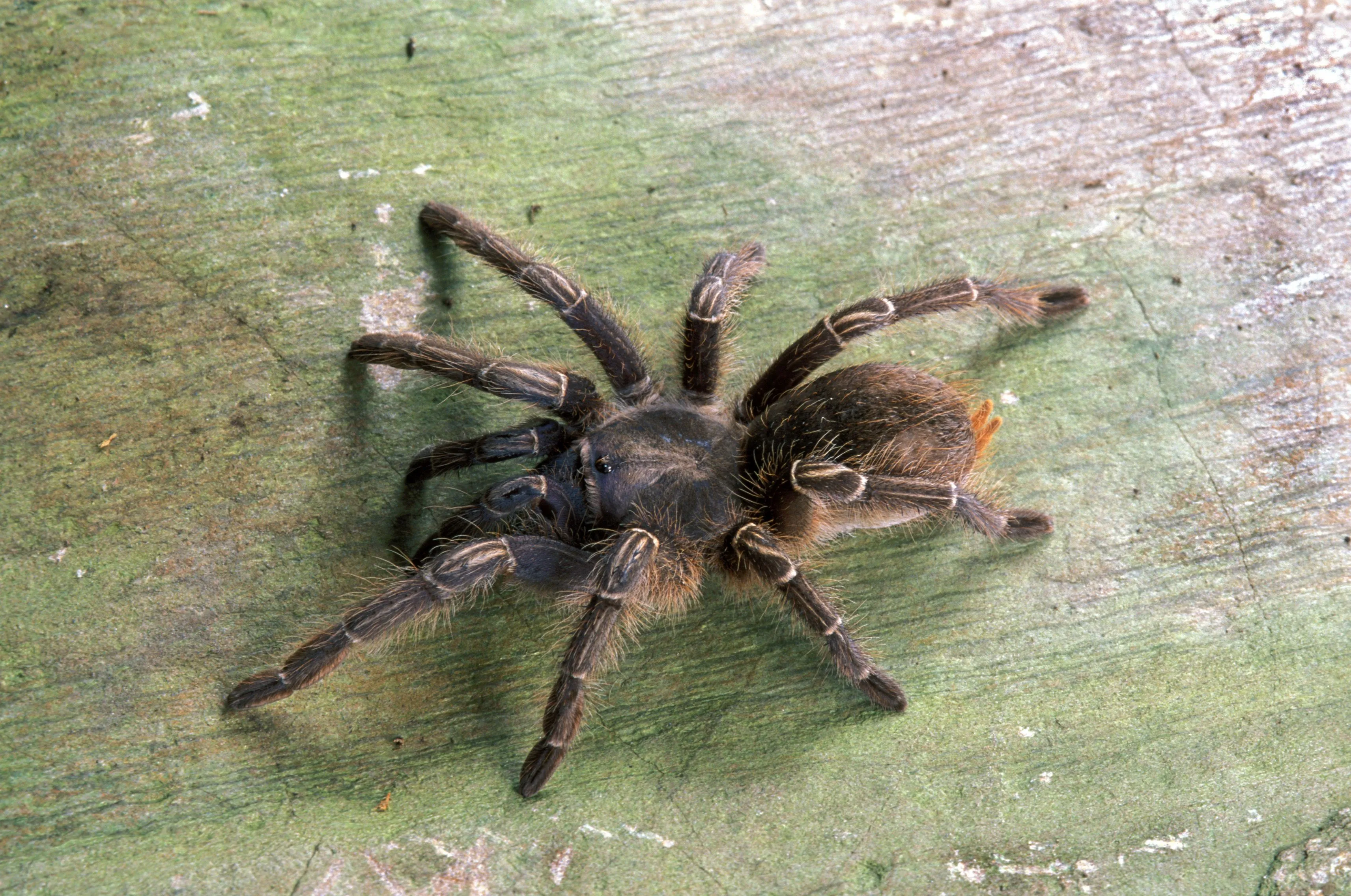 22180 chilean rose hair tarantula