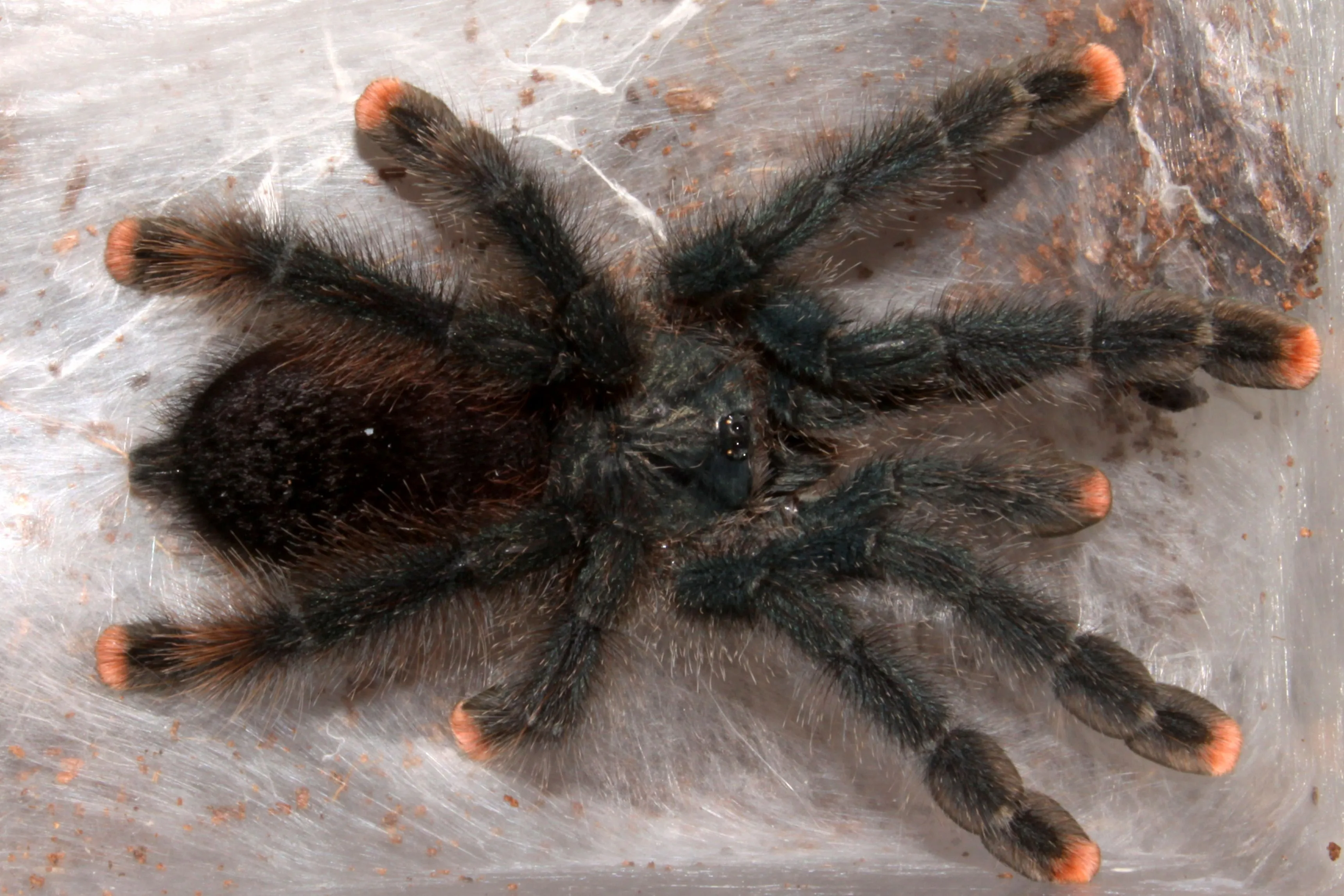 22180 common pinktoe tarantula