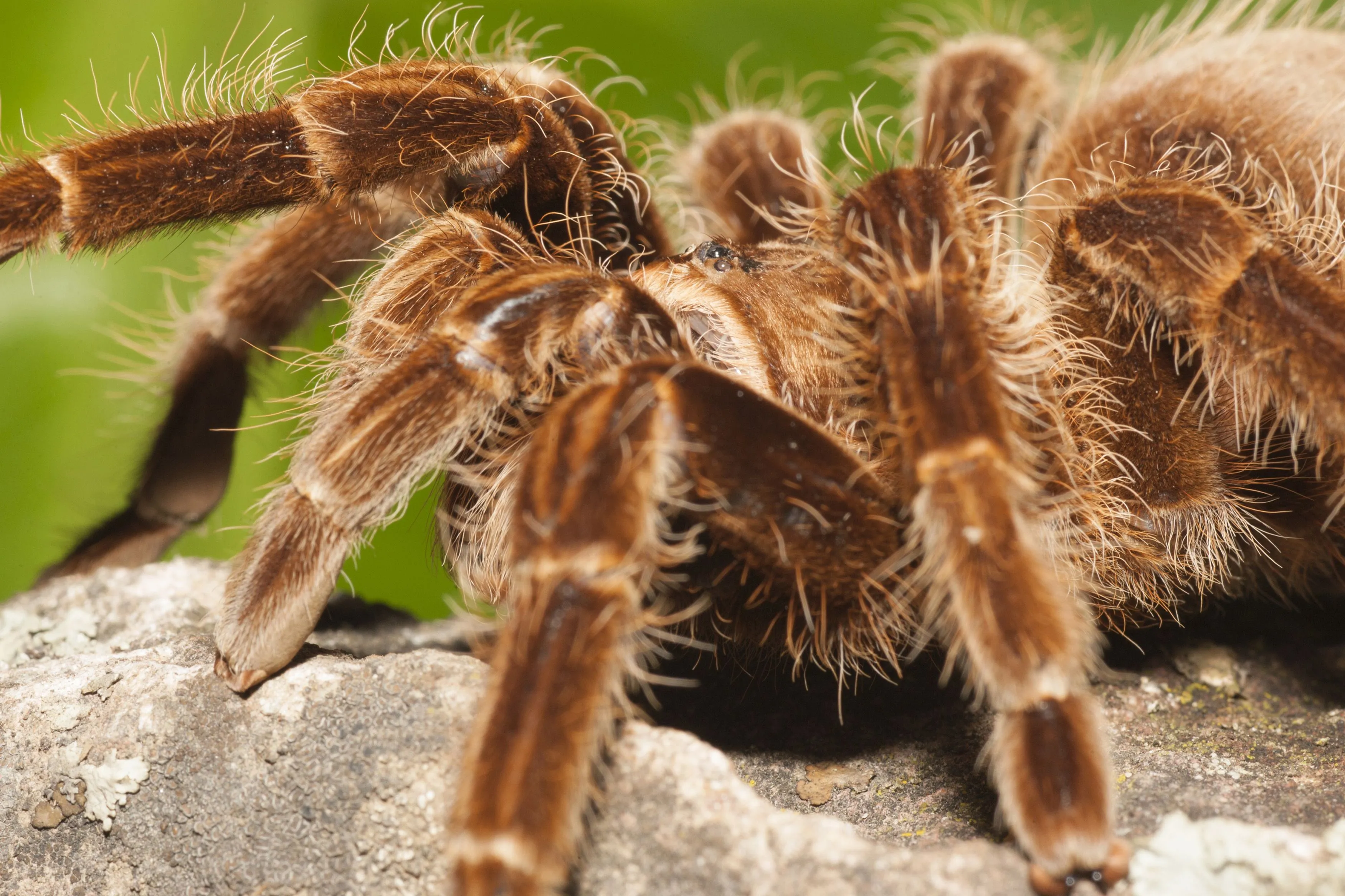 22180 curly hair tarantula