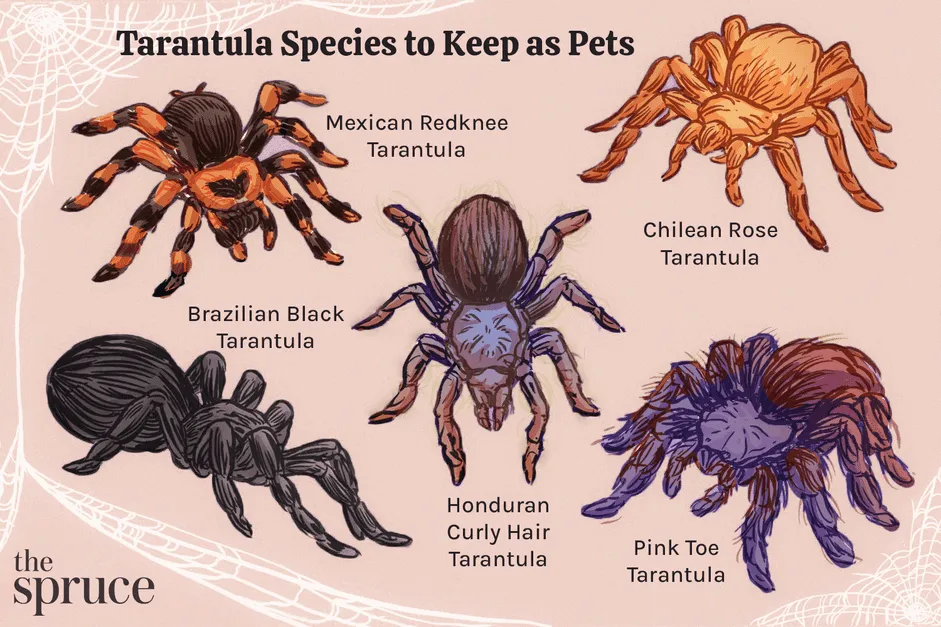 22180 feeding tarantula