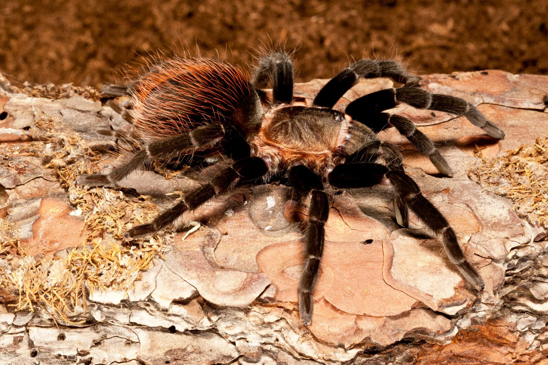 22180 mexican red knee tarantula