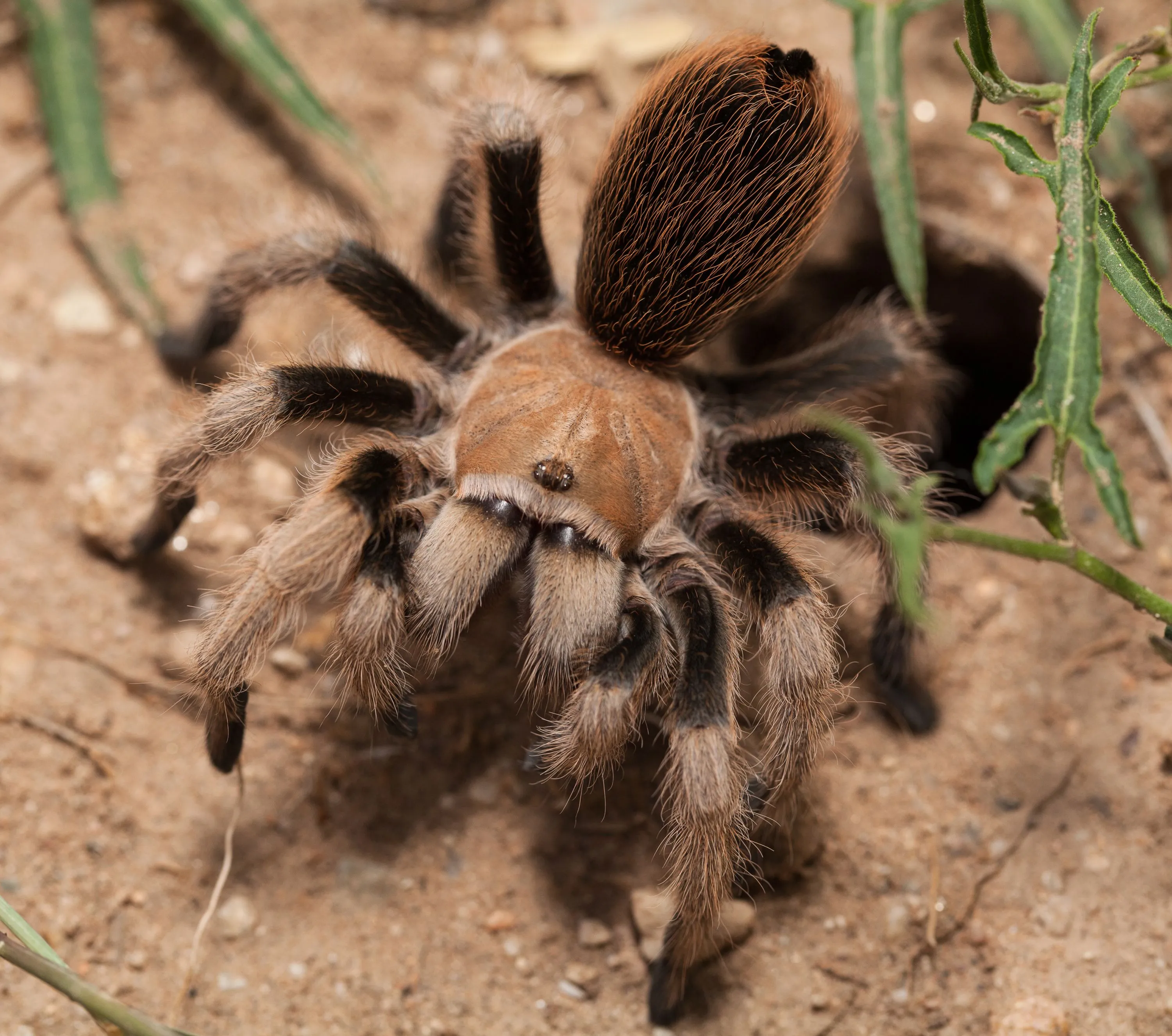 22180 tarantula enclosure