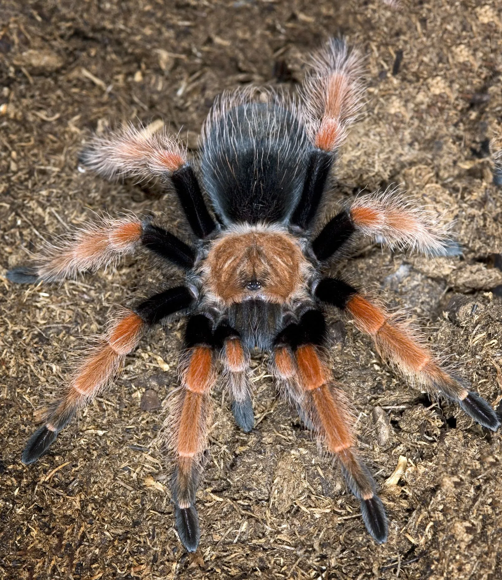 /img/22180-tarantula-handling.webp