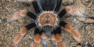 /img/22180-tarantula-handling.webp