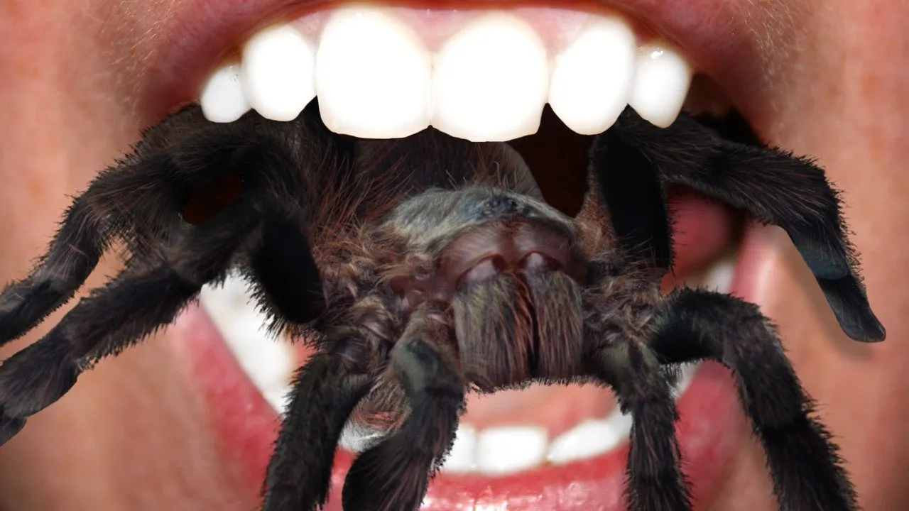 22183 feeding tarantula frequency