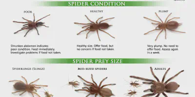 /img/22183-healthy-tarantula.webp