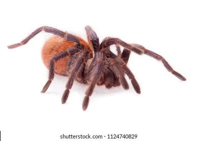 22189 gbbtarantula feeding
