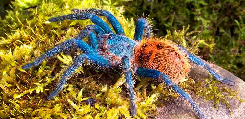 22189 gbbtarantula health