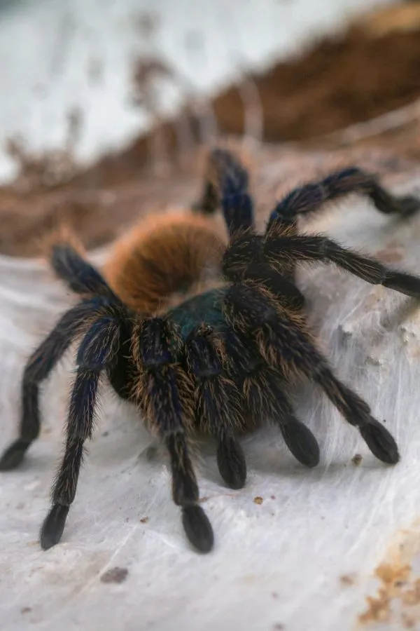 /img/22189-gbbtarantula-molting.webp