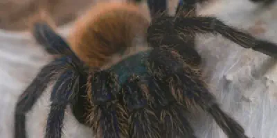 /img/22189-gbbtarantula-molting.webp