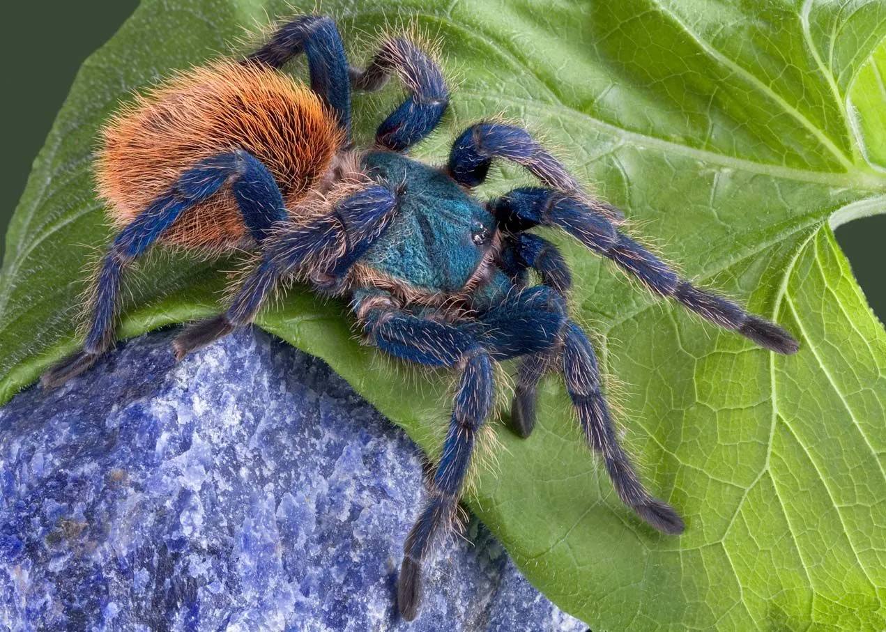 22189 gbbtarantula overview