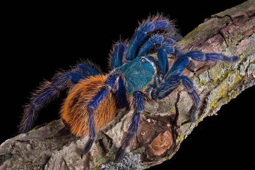 22189 gbbtarantula substrate