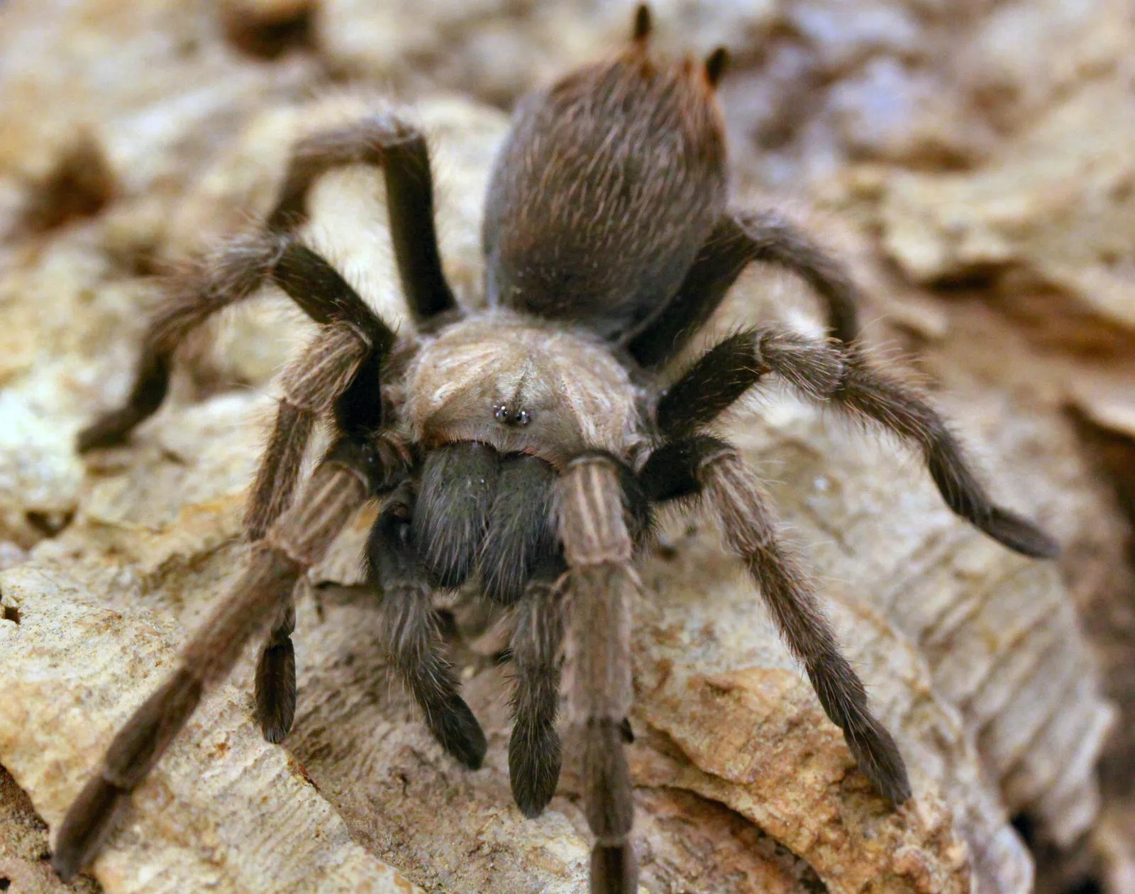 22193 healthy tarantula assessment