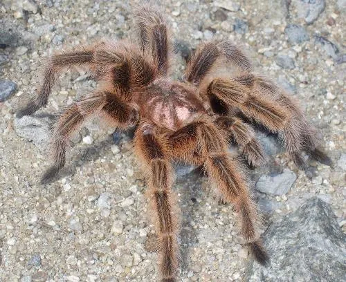 22193 reputable tarantula breeders