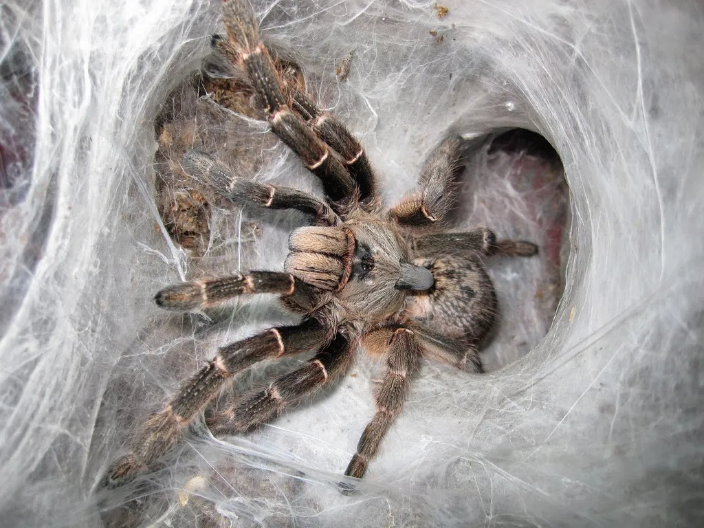 22193 tarantula enclosure setup