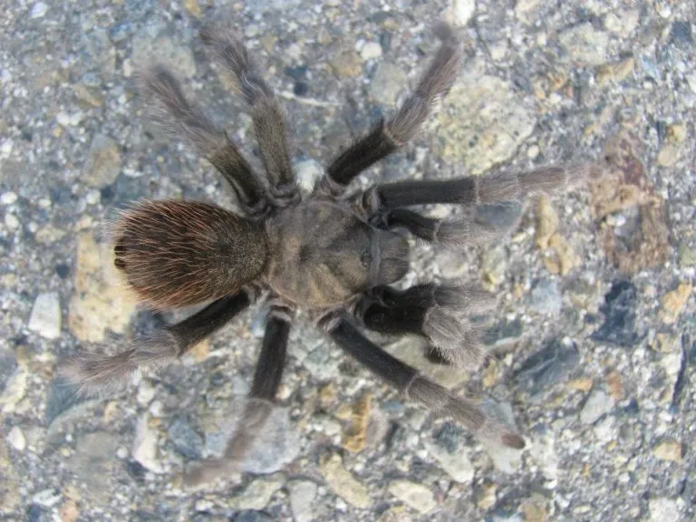 22193 tarantula feeding care