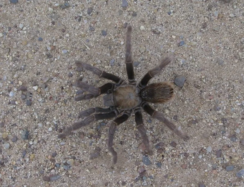 22193 tarantula for sale california header