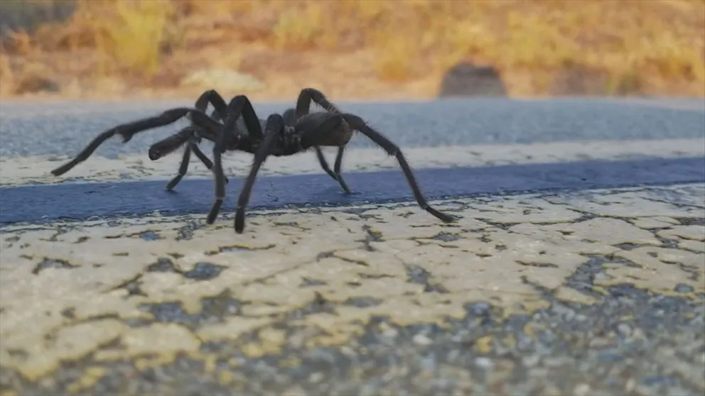 /img/22193-tarantula-handling.webp
