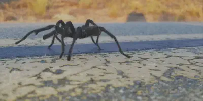 /img/22193-tarantula-handling.webp