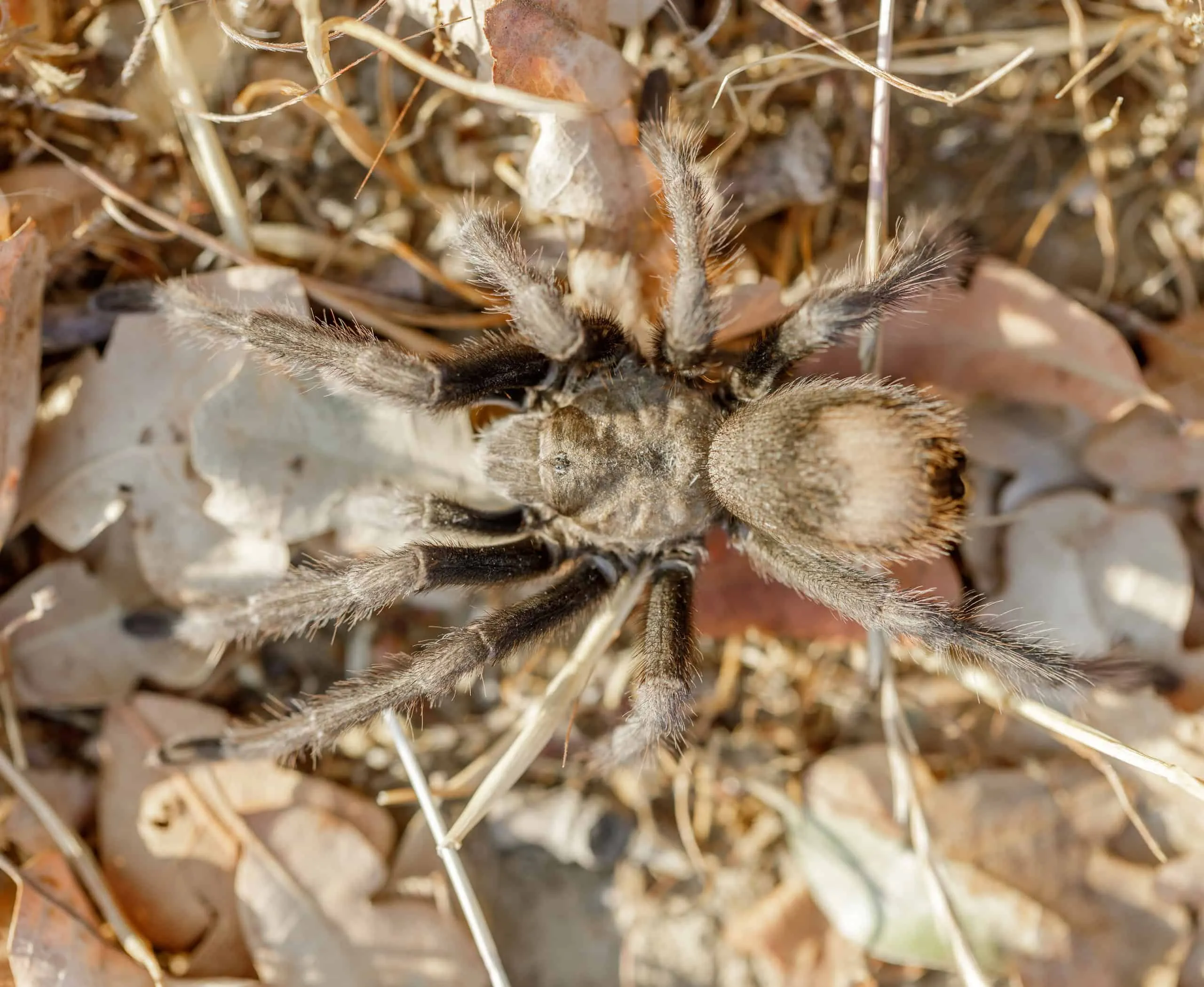 22193 tarantula species research