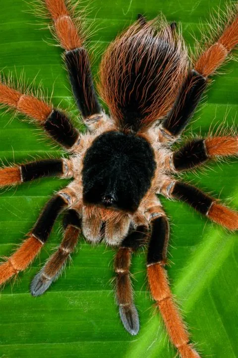 /img/22194-giant-peach-tarantula-threats.webp