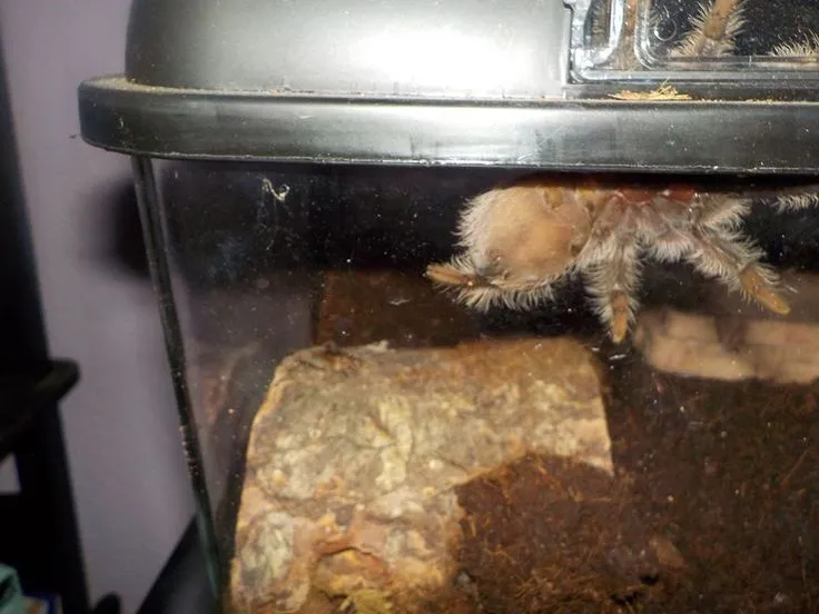 22195 curly hair tarantula nicaragua enclosure